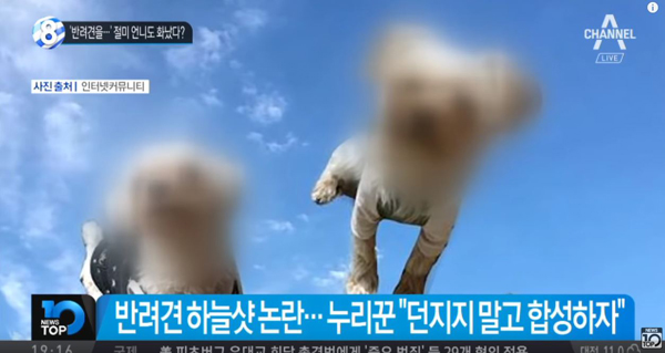 【 立川】韓国インスタで「犬投げ」ショットが虐待論争　「子ども投げ」も炎上騒動にの画像2