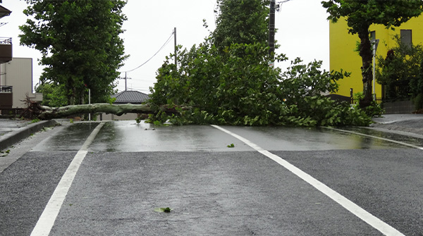 【完成】台風15号の深刻な被災状況を知って　千葉在住ライター「通信遮断、停電、断水、食料もない」の画像1