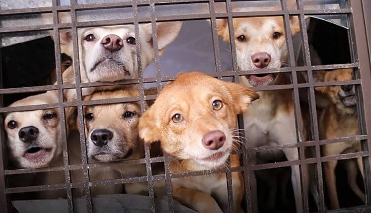 8畳2間に犬182頭…30年続いた虐待飼育　救出された犬たちの譲渡先が無事に決定の画像1