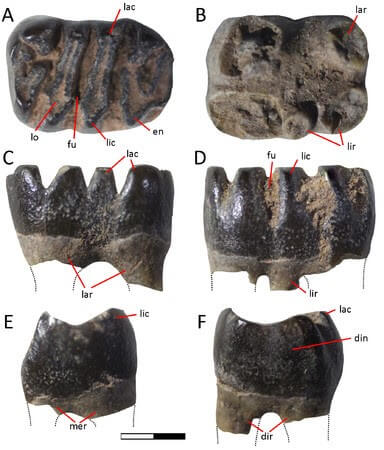パタゴニア南部の約7000年前の地層から恐竜と共存していた小さな哺乳類化石を発見の画像2