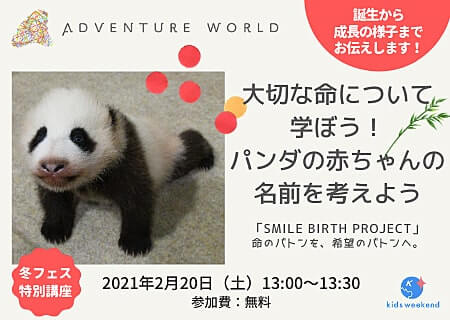 ジャイアントパンダの赤ちゃんの名付け親になろう！　和歌山アドベンチャーワールドが子ども向けオンライン授業を開催【2月20日】の画像2