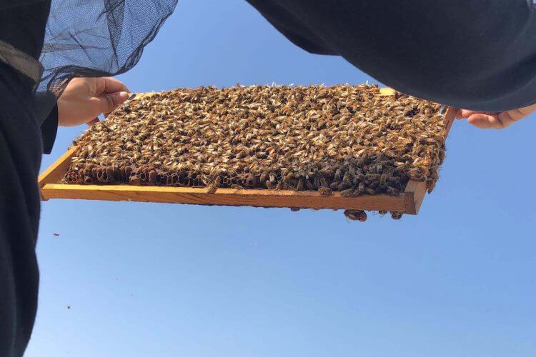 都市養蜂で作られた「DEAN & DELUCA 中目黒さくら蜂蜜」　5月より限定発売の画像4