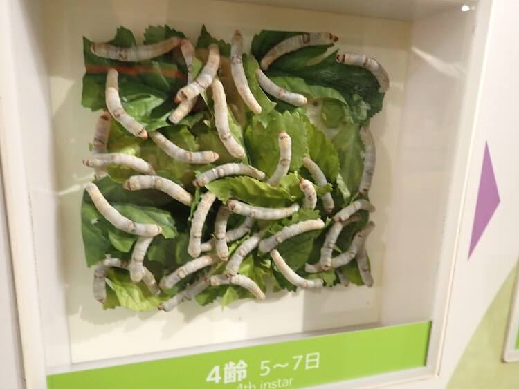 横浜「シルク博物館」へ行ってきた！　虫の働きを学んだら「家畜」を理解できるかな？の画像10