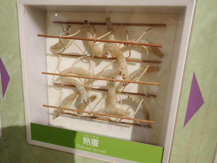 横浜「シルク博物館」へ行ってきた！　虫の働きを学んだら「家畜」を理解できるかな？の画像11