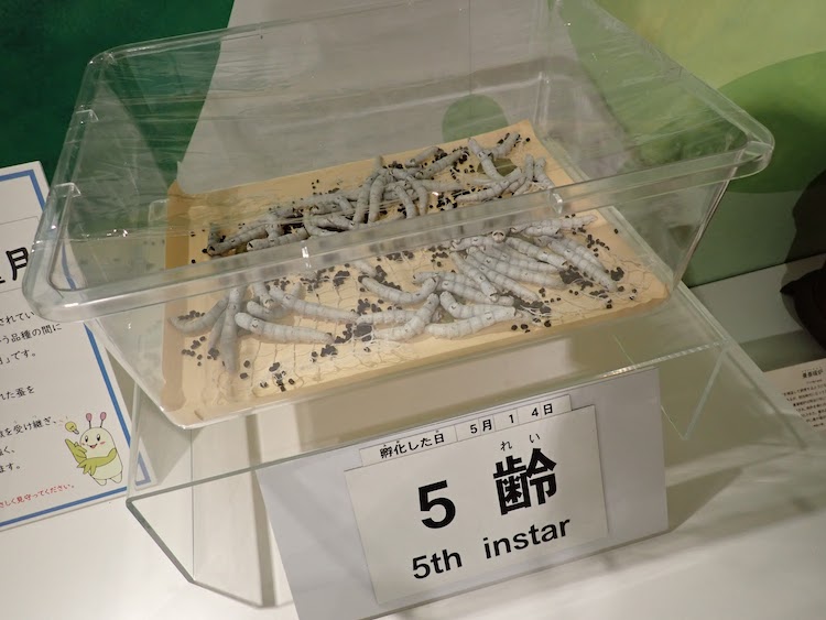 横浜「シルク博物館」へ行ってきた！　虫の働きを学んだら「家畜」を理解できるかな？の画像12