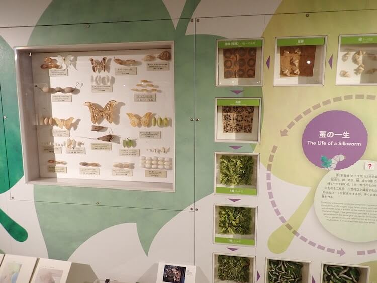 横浜「シルク博物館」へ行ってきた！　虫の働きを学んだら「家畜」を理解できるかな？の画像9